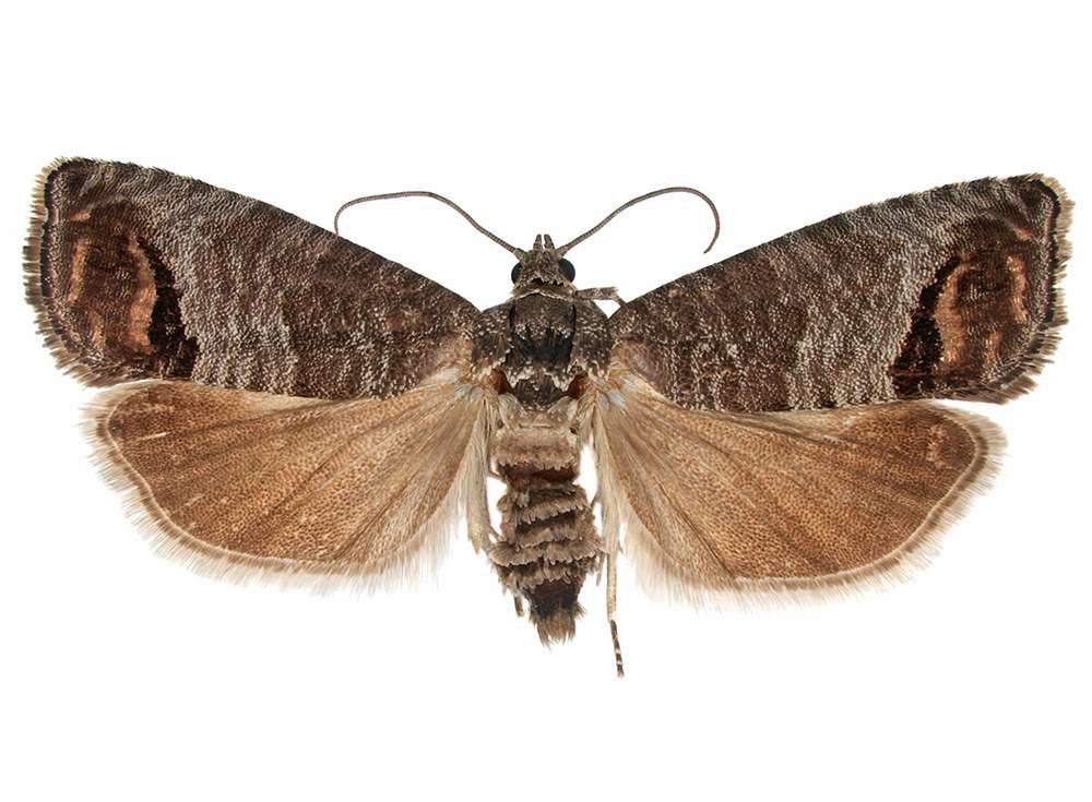 Kammerjäger Padeborn